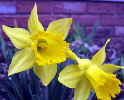 daffodils poem by william wordsworth. William Wordsworth, Daffodils