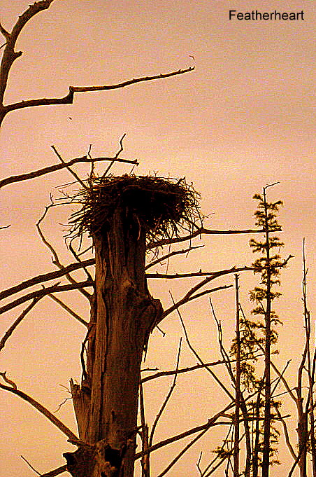 Osprey Nest, Hovey Lake